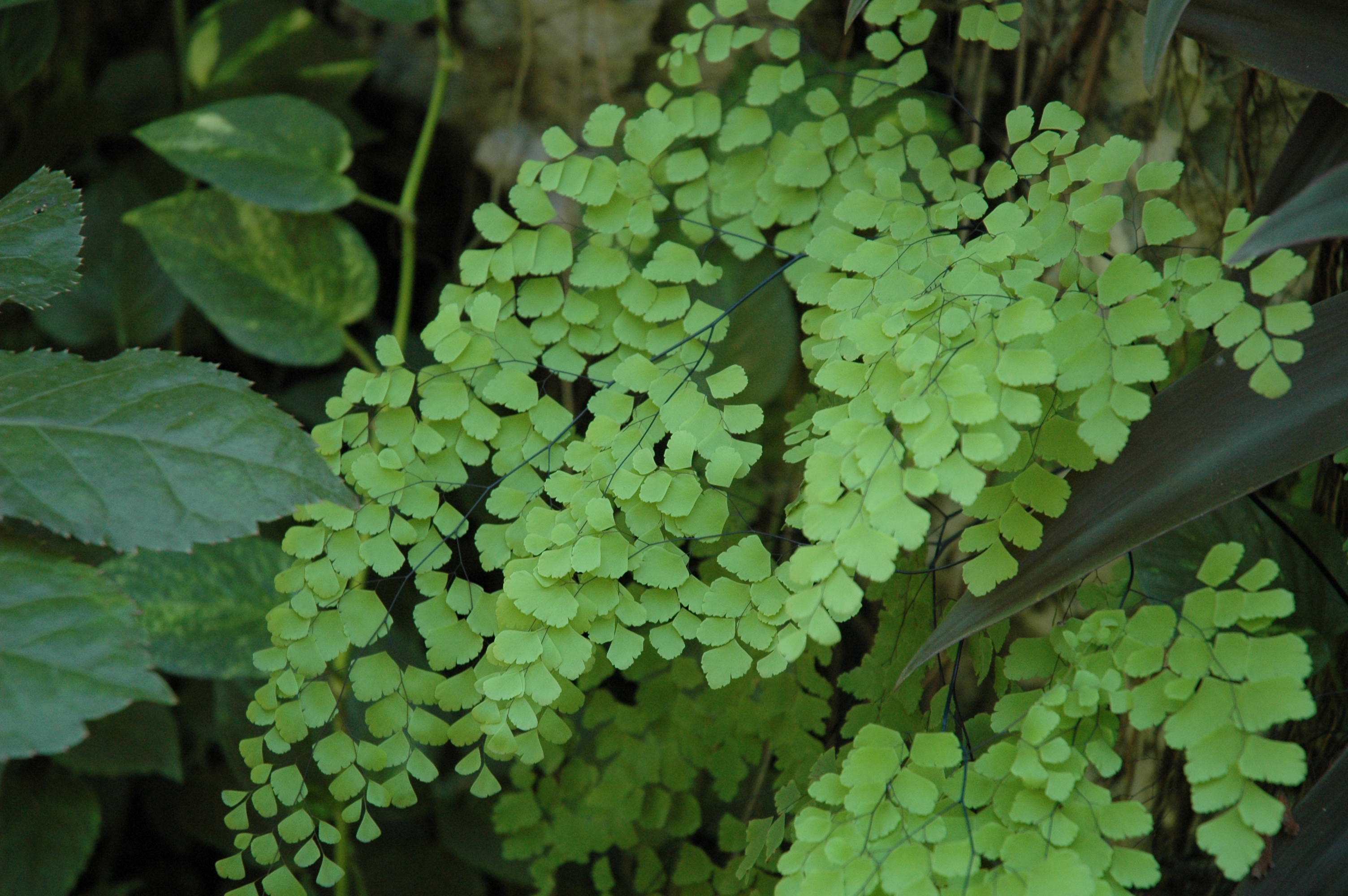 Green Plant